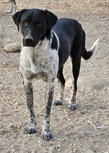 TINU, Hund, Mischlingshund in Griechenland - Bild 2