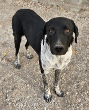 TINU, Hund, Mischlingshund in Griechenland - Bild 3