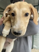 CHICAGO, Hund, Mischlingshund in Griechenland - Bild 6