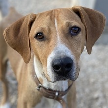 ZAC, Hund, Mischlingshund in Griechenland - Bild 1