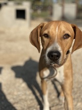 ZAC, Hund, Mischlingshund in Griechenland - Bild 21