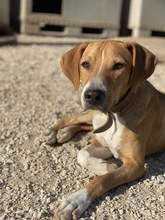 ZAC, Hund, Mischlingshund in Griechenland - Bild 25