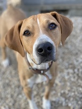 ZAC, Hund, Mischlingshund in Griechenland - Bild 3