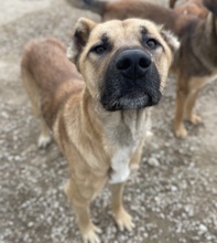 BENDIX, Hund, Mischlingshund in Griechenland - Bild 13