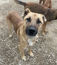 BENDIX, Hund, Mischlingshund in Griechenland - Bild 14