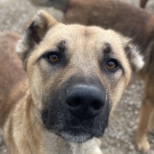 BENDIX, Hund, Mischlingshund in Griechenland - Bild 15