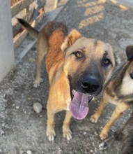 BENDIX, Hund, Mischlingshund in Griechenland - Bild 2