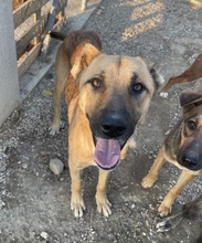 BENDIX, Hund, Mischlingshund in Griechenland - Bild 3