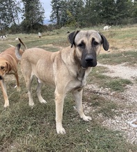 APACHE, Hund, Mischlingshund in Griechenland - Bild 13