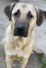 APACHE, Hund, Mischlingshund in Griechenland - Bild 16