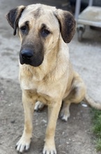 APACHE, Hund, Mischlingshund in Griechenland - Bild 17