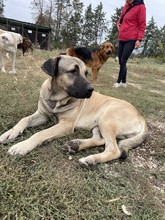 APACHE, Hund, Mischlingshund in Griechenland - Bild 3