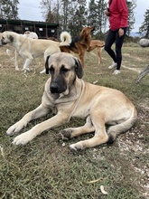 APACHE, Hund, Mischlingshund in Griechenland - Bild 4