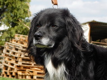 GUGO, Hund, Mischlingshund in Slowakische Republik - Bild 1