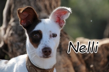 NELLI, Hund, Mischlingshund in Herxheimweyher