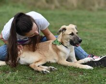 MAX, Hund, Mischlingshund in Lingen - Bild 2