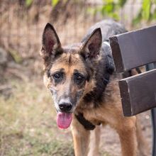 GAIA, Hund, Deutscher Schäferhund in Schöneberg - Bild 1