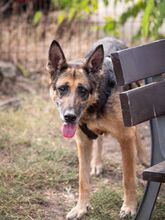 GAIA, Hund, Deutscher Schäferhund in Schöneberg - Bild 2