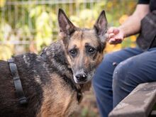 GAIA, Hund, Deutscher Schäferhund in Schöneberg - Bild 3