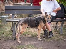 GAIA, Hund, Deutscher Schäferhund in Schöneberg - Bild 4