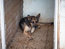 GAIA, Hund, Deutscher Schäferhund in Schöneberg - Bild 7