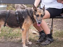 GAIA, Hund, Deutscher Schäferhund in Schöneberg - Bild 8