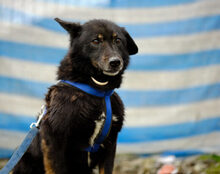 LUPITA, Hund, Mischlingshund in St. Ingbert - Bild 1