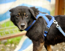 LUPITA, Hund, Mischlingshund in St. Ingbert - Bild 2