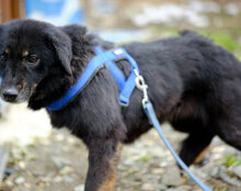 LUPITA, Hund, Mischlingshund in St. Ingbert - Bild 3