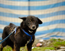 LUPITA, Hund, Mischlingshund in St. Ingbert - Bild 5