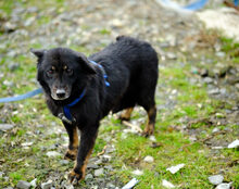 LUPITA, Hund, Mischlingshund in St. Ingbert - Bild 6