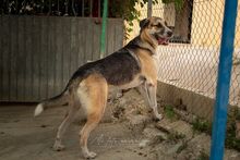 MOSCU, Hund, Mischlingshund in Spanien - Bild 2