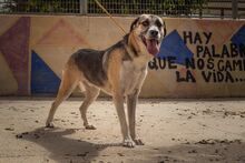 MOSCU, Hund, Mischlingshund in Spanien - Bild 3