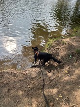 BUCK, Hund, Deutscher Schäferhund-Mix in Hannover - Bild 10