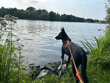 BUCK, Hund, Deutscher Schäferhund-Mix in Hannover - Bild 13