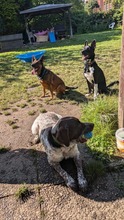 BUCK, Hund, Deutscher Schäferhund-Mix in Hannover - Bild 14