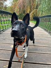 BUCK, Hund, Deutscher Schäferhund-Mix in Hannover - Bild 4