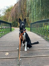 BUCK, Hund, Deutscher Schäferhund-Mix in Hannover - Bild 5