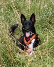 BUCK, Hund, Deutscher Schäferhund-Mix in Hannover - Bild 9