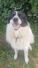 TERRY, Hund, Border Collie-Mix in Boxberg - Bild 2