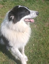 TERRY, Hund, Border Collie-Mix in Boxberg - Bild 3