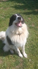 TERRY, Hund, Border Collie-Mix in Boxberg - Bild 4