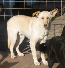 SNOWY, Hund, Mischlingshund in Bulgarien - Bild 1