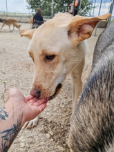 SNOWY, Hund, Mischlingshund in Bulgarien - Bild 10