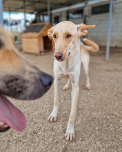 SNOWY, Hund, Mischlingshund in Bulgarien - Bild 11