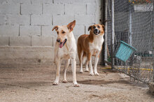 SNOWY, Hund, Mischlingshund in Bulgarien - Bild 12