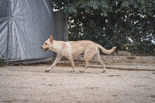 SNOWY, Hund, Mischlingshund in Bulgarien - Bild 13