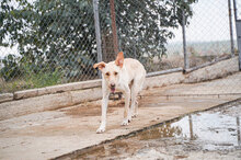 SNOWY, Hund, Mischlingshund in Bulgarien - Bild 14