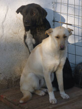 SNOWY, Hund, Mischlingshund in Bulgarien - Bild 2