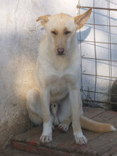 SNOWY, Hund, Mischlingshund in Bulgarien - Bild 3